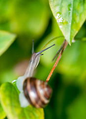 Image showing Snail