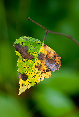 Image showing Autumn leaf