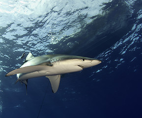 Image showing Blue shark 