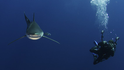 Image showing Blue shark incoming