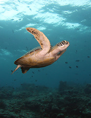 Image showing Green turtle