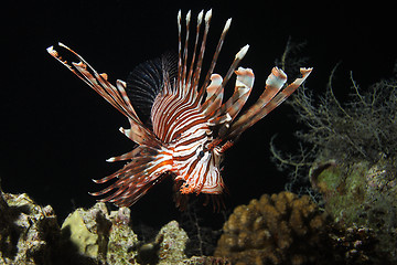 Image showing Lionfish at night