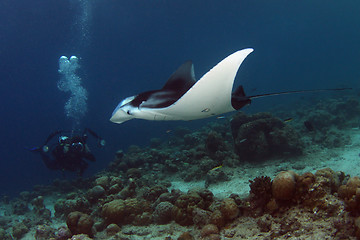 Image showing Manta and photographer