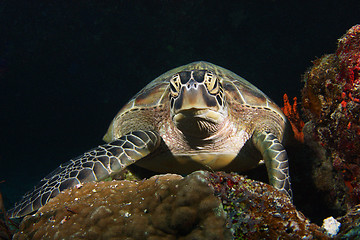 Image showing Green turtle stare