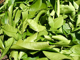 Image showing herb tea