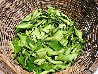 Image showing herb tea