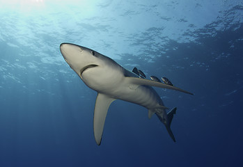 Image showing Blue shark in open ocean