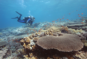 Image showing Diver at coral reef