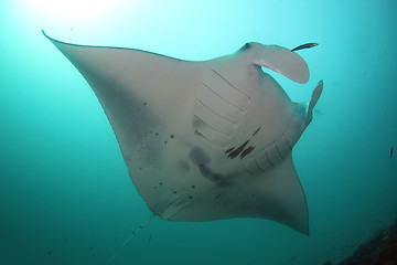 Image showing Manta at cleaning station