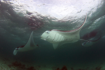 Image showing Manta rays feeding