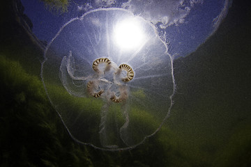 Image showing Jellyfish at shallow water