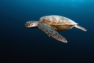 Image showing Green turtle gliding