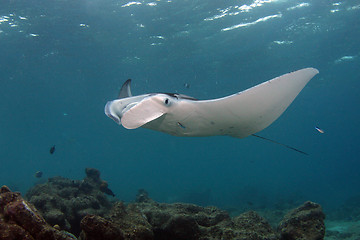 Image showing Manta ray at cleaning station