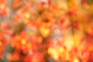 Image showing Autumn bokeh background