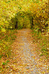 Image showing Autumn alley 