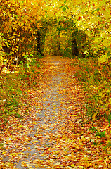 Image showing Autumn alley 