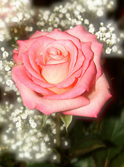 Image showing rose and gypsophila