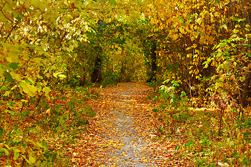 Image showing Autumn alley 