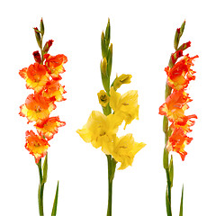 Image showing Red and yellow gladiolus