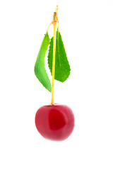 Image showing Cherry (isolated)