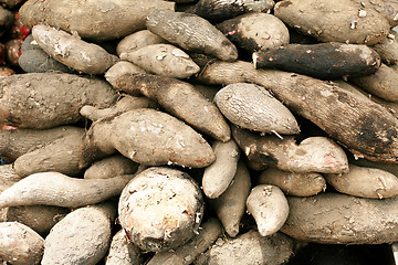 Image showing Chinese yam background