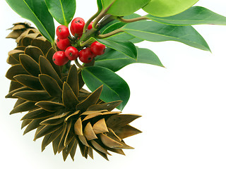 Image showing Holly