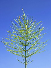Image showing Field horsetail in autumn