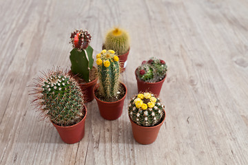 Image showing Little Cactus plant