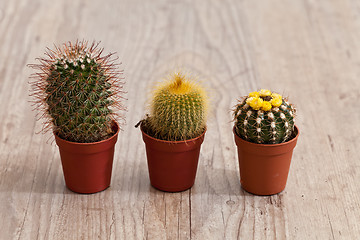 Image showing Little Cactus plant