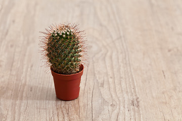 Image showing Little Cactus plant