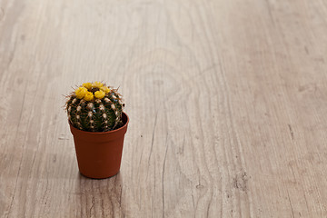 Image showing Little Cactus plant