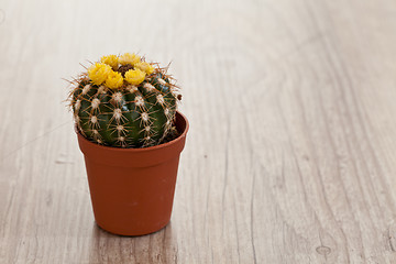 Image showing Little Cactus plant