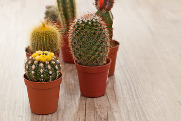 Image showing Little Cactus plant