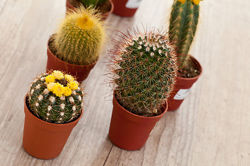 Image showing Little Cactus plant