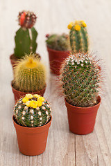 Image showing Little Cactus plant