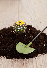 Image showing Little cactus plant