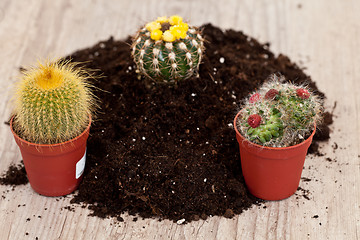 Image showing Little cactus plant