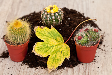 Image showing Little cactus plant