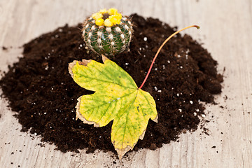 Image showing Little cactus plant