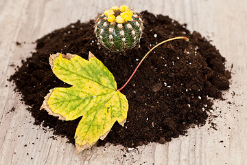 Image showing Little cactus plant