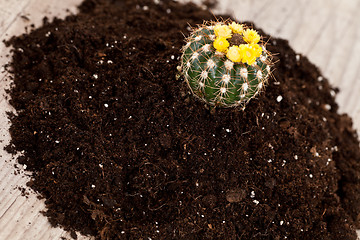 Image showing Little cactus plant