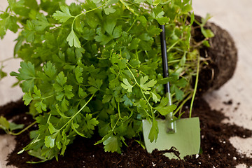 Image showing Fresh parsley plant