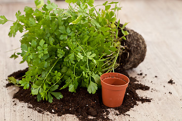 Image showing Fresh parsley plant