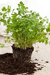 Image showing Fresh parsley plant