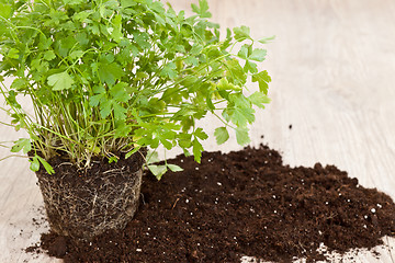 Image showing Fresh parsley plant