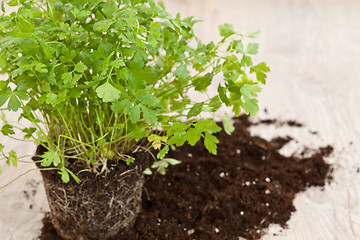 Image showing Fresh parsley plant