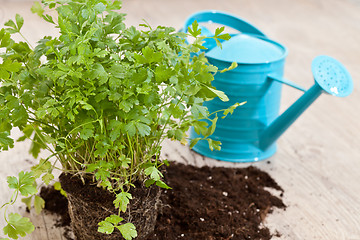 Image showing Fresh parsley plant