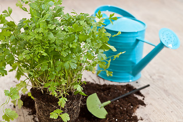Image showing Fresh parsley plant