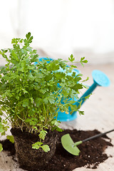 Image showing Fresh parsley plant