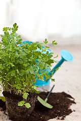 Image showing Fresh parsley plant